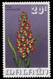 Image result for Disa welwitschii