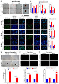 Urban hallmark properties sdn bhd 82. Ijms Free Full Text Mapping A Circular Rna Microrna Mrna Signaling Regulatory Axis That Modulates Stemness Properties Of Cancer Stem Cell Populations In Colorectal Cancer Spheroid Cells Html