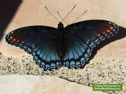 Black And White Striped Butterfly Identification Red Spotted Purple Butterfly Blue Butterfly Butterfly Tattoo Small Butterfly Tattoo
