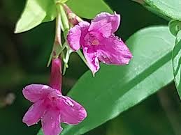 Image result for Jasminum beesianum