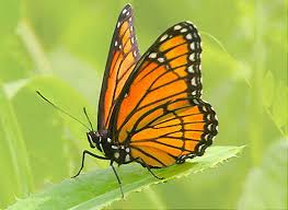 Let me tell you the story of finding our forever dream home, why we're leaving our current beachtown homestead, answer faq about the transition, garden, animals, plans. Home Garden And Homestead Andhomestead Twitter