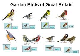 A Powerpoint Resource With Pictures Of Birds Linked To Videos Of Each Type And The Rspb Website Children S Book Week International Literacy Day Names Of Birds