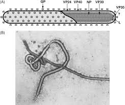 Image result for Filoviridae