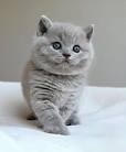 British Shorthair Kittens 9 weeks Old