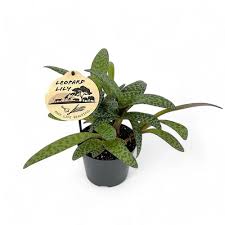 Image result for Ledebouria Unidentified sp. no2.