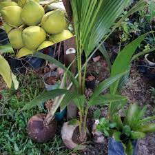 Kelapa matag terdiri dari 3 jenis.cn13.14.15,.hijau kuning dan gold.f2 buah dari pokok kelapa matag.cirinya masih ikut induk kebiasannya.kalau. Coconut Seedling Matag F1 Limited Perchase Pokok Kelapa Terbaik æœ€ä¼˜è‰¯çš„æ¤°ç§ é™é‡ç‰ˆ Shopee Malaysia
