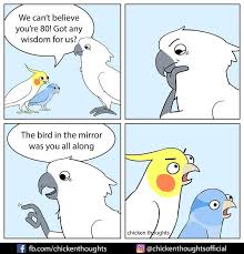 30 Funny Comics About Parrots Illustrated By A Bird Owner Funny Parrots Pet Birds Funny Birds