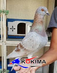 Sekian informasi burung legendaris merpati kolong juara nasional seputar karakter makhluk hidup yang kami hadirkan untuk anda. Andalkan 4 Produk Sendiri Raja Team Pemalang Semakin Diwaspadai Di Level Nasional Mediakokima