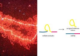 Die prozessierung der rna findet bereits während der transkription statt. Synthese Und Prozessierung Von Rna Springerlink