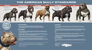 Learn More At Bullymax Com American Bully Pocket Pocket