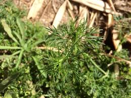 Image result for Apium leptophyllum