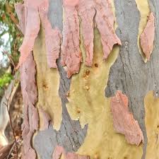 Image result for Eucalyptus saligna