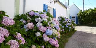 Que Planter Au Pied D Un Mur Expose Au Nord Au Sud A L Est Ou A L Ouest Amenagement Jardin Jardin Exterieur Arbre De Jardin