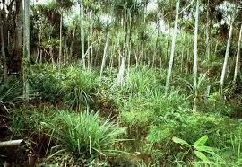 Image result for Pandanus candelabrum