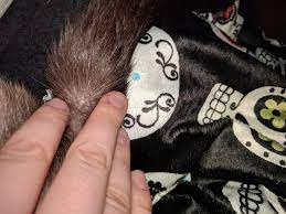 Found This Bump On Cats Tail Towards Base Any Idea What This Could Be Petcoach