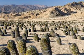 Atacama Desert Cactus Pan De Azucar National Park Is A Coastal Nature Reserve Divided Between The Arid Atacama And A Cactus Plants Desert Plants Desert Cactus