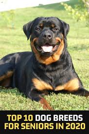 Top 10 Dog Breeds For Seniors In 2020 In 2020 Top 10 Dog Breeds Dog Breeds Dogs