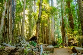 Can you camp in the redwood forest. California Redwood Forests A Guide To The Tallest Trees On Earth