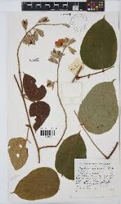 Image result for Rhynchosia hirta