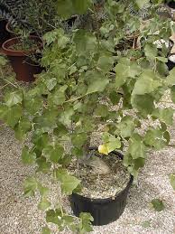 Image result for Stipularia africana