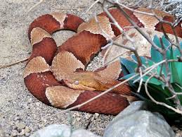 Maybe you would like to learn more about one of these? Image Agkistrodon Contortrix Pictigaster Trans Pecos Copperhead Biolib Cz