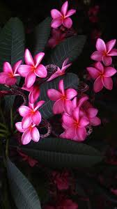 Customize your phone with the best free wallpapers for android on the market today. Pink Flower Hd Wallpapers For Mobile Best Hd Wallpapers Pink Flowers Wallpaper Hd Flower Wallpaper Flower Iphone Wallpaper