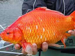 You may find this hard to believe, but this is because most goldfish's growths are stunted because of small tanks. Pet Goldfish Do Not Belong Outside Their Tanks