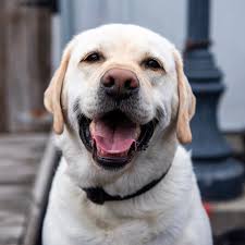 Lincoln Labrador Retriever 7 Y O Nick S Fish House Baltimore Md He S Afraid Of Lightning He Squeals And Runs U Labrador Retriever Labrador Cool Pets