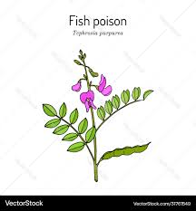 Image result for Tephrosia purpurea