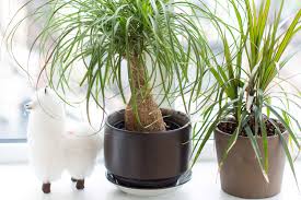 Palm tree like house plant. Ponytail Palm Tree Care How To Grow Maintain Ponytail Palm Tree Indoors Apartment Therapy