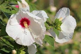 You can also be quick to pluck off dead or dying flowers to spur the plant to put out more buds. Hibiscus How To Plant Grow And Care For Rose Of Sharon Plants The Old Farmer S Almanac
