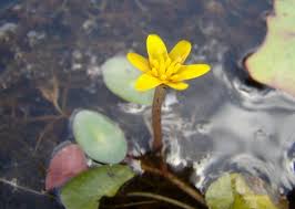 Image result for Cabombaceae