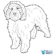 Breeders produce mini goldendoodles in a few different ways Category Coloring Kids 603 Tgkrco Pertaining To Portuguese Water Dog Coloring Pages For Free
