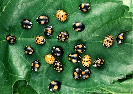 How many eggs does a female ladybug lay? In Red And Black The Genetics Of Ladybug Spots