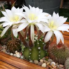Maybe you would like to learn more about one of these? Instagram Photo By The Horticult May 1 2016 At 5 33pm Utc Night Blooming Cactus Cactus And Succulents Cacti And Succulents