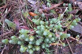 Image result for Sedum ruwenzoriense