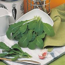 This peppery leaf is also known as arugula, particularly in the us. Rocket Apollo Seeds From D T Brown