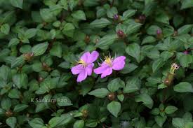 Image result for Heterotis rotundifolia