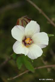 Image result for Hibiscus sidiformis