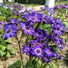 Image result for Cineraria mazoensis
