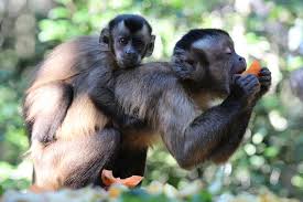 See more ideas about capuchin monkey, capuchin monkey pet, baby monkey. Capuchin Monkeys Do These Primates Make Good Pets
