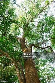 Image result for Acacia mangium