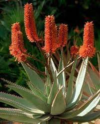 Aloe Flower Http Aloe Pura Com Aloe Vera Plant Berry Plants Aloe