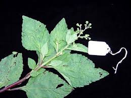 Image result for Adenostemma