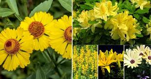 Maybe you would like to learn more about one of these? 15 Bright Yellow Perennials To Brighten Up Your Garden Gardening