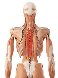 Muscles of the back can be divided into superficial, intermediate, and deep group.since the all the back muscles originate in embryo (fetus) form by locations other than the back, muscles in the. Relieve Back Pain With Two Types Of Squats
