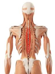 Do you ever wonder what the major organs of the body are and. Relieve Back Pain With Two Types Of Squats