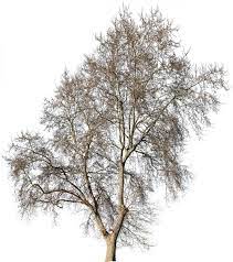 Platanus Occidentalis Winter Ii Shade Trees Tree Tags Winter Trees
