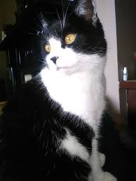 Only 1 available and it's in 13 people's carts. 54 Pictures That Will Make You Want A Black And White Cat Immediately
