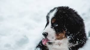 There are 49 aesthetic desktop wallpapers published on this page. Cute Puppy Snow Tongue Dog Cute Puppies Wallpaper For Laptop 1366x768 Download Hd Wallpaper Wallpapertip